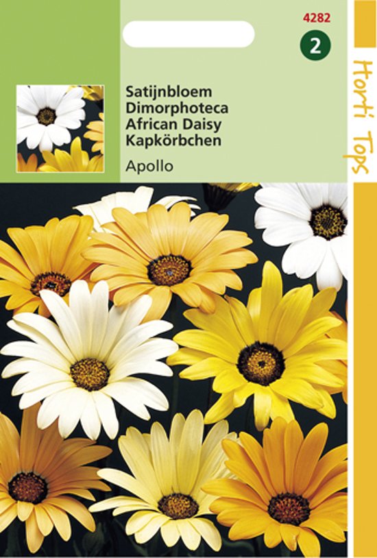 Kapringelblume Apollo Mix (dimorphotheca) 200 Samen